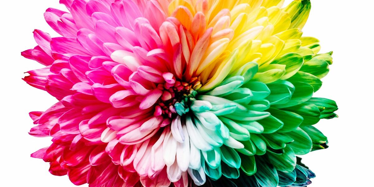 multicolored flower illustration