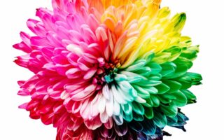 multicolored flower illustration