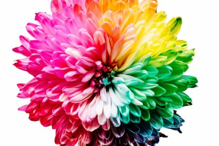 multicolored flower illustration